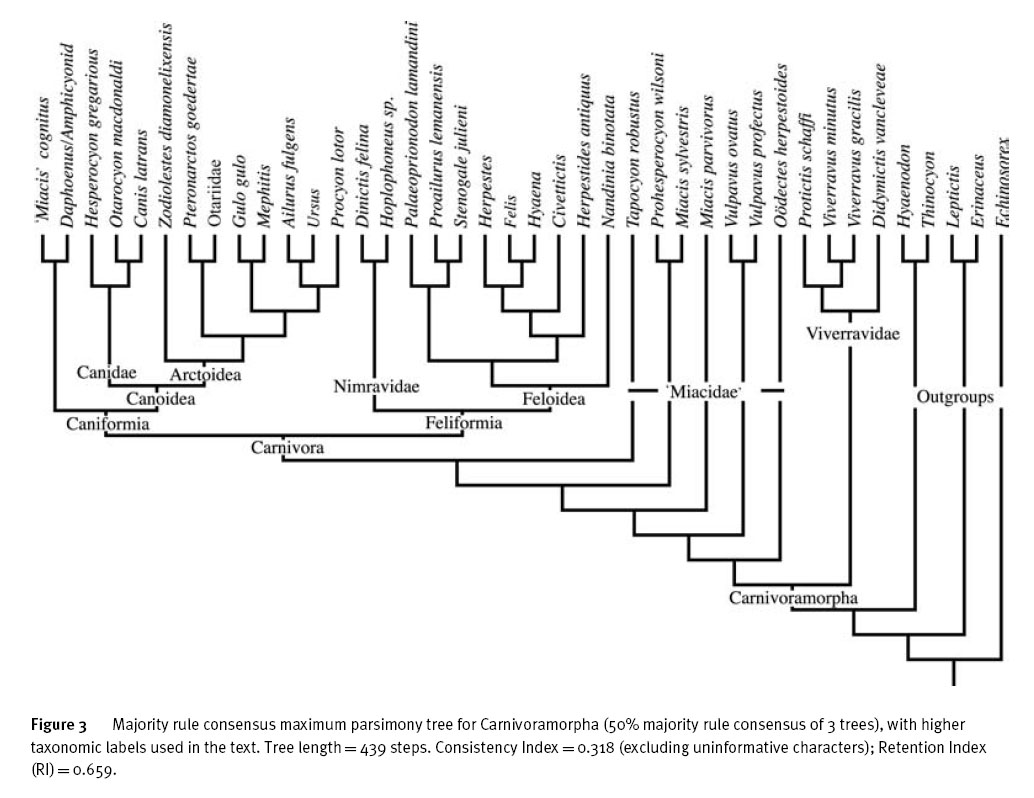 Ape Phylogeny
