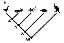 Second Sauropsid Cladogram